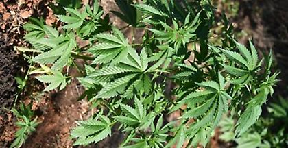 Ιωάννινα: Κατάσχεση μεγάλης ποσότητας κάνναβης