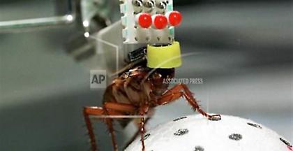 Δημιουργήθηκε «άτρωτη» ρομπότ-κατσαρίδα σε πανεπιστήμιο των ΗΠΑ