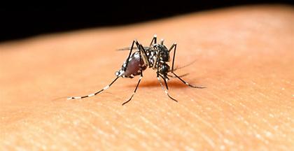 Ιατρικός Σύλλογος: Ο ιός του Δυτικού Νείλου έχει εγκατασταθεί στη χώρα μας