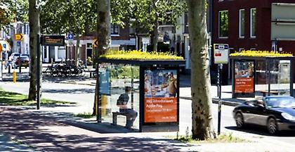 «Φιλόξενες» για τις μέλισσες οι στάσεις λεωφορείων στην Ολλανδία