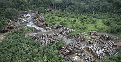 Τετραπλασιάστηκε ο ρυθμός αποψίλωσης δασών στην Βραζιλία, θύμα ο Αμαζόνιος