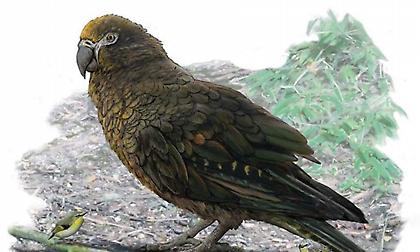 Κάποτε υπήρχε ένας παπαγάλος που θα κυνηγούσαν μόνο πολύ μεγάλες «γάτες»