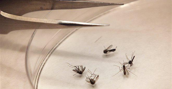 35 κρούσματα και 4 θάνατοι από τον ιό του Δυτικού Νείλου στην Ελλάδα