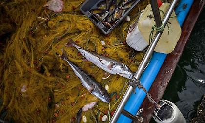 Λαγοκέφαλος: Το επικίνδυνο ψάρι έκανε ξανά την εμφάνισή του σε ελληνικές παραλίες (vid)