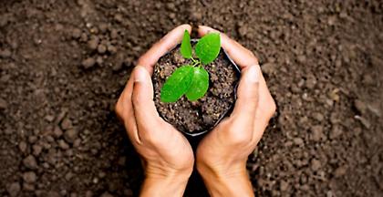 Υιοθετήστε ένα νεοφυτεμένο δέντρο: Ένα νέο πρόγραμμα του δήμου Αθηναίων