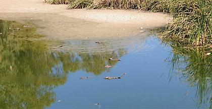 Σε Εισαγγελέα προσφεύγει ο Δήμος Ιλίου για την εξαθλίωση του Πάρκου Τρίτση