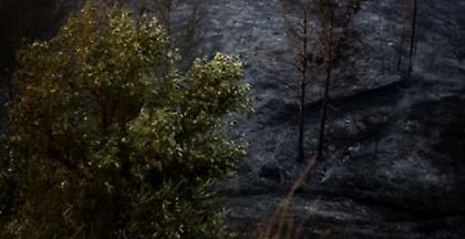 Ποιο είναι το δάσος Στενής Natura που καίγεται - Βιβλικές καταστροφές (pic)