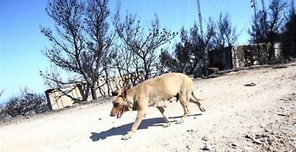 Σκυλίτσα-ηρωίδα έσωσε τα μωρά της από τη φωτιά στον Υμηττό (pics)