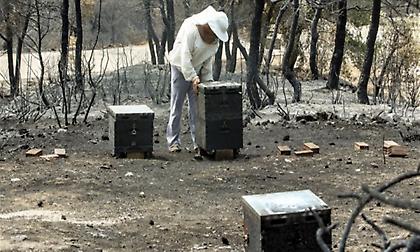 Σε ύφεση κι οριοθετημένη η φωτιά στην Εύβοια - 23.565 στρέμματα καμένης γης