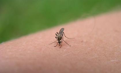 Μοναδικό κόλπο για να μη σε τσιμπήσει κουνούπι ξανά