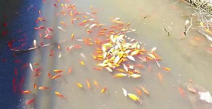 Κρήτη: Γέμισε με νεκρά ψάρια το φράγμα Αποσελέμη (pics)