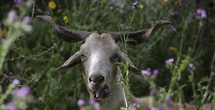 Πορτογαλία: Κατσίκες επιστρατεύονται για πρόληψη των δασικών πυρκαγιών