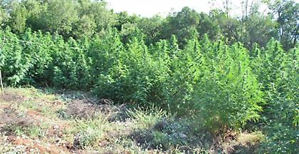 Πάνω από 3000 δενδρύλλια κάνναβης εντόπισε σε φυτείες η Δίωξη Ναρκωτικών