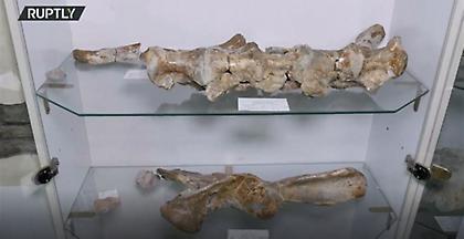 Ανακαλύφθηκε νέο είδος δεινοσαύρου που έμοιαζε με δίποδο κροκόδειλο