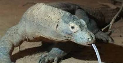 SOS για τους Δράκους Κομόντο: Kλείνει το Εθνικό Πάρκο Κομόντο η Ινδονησία