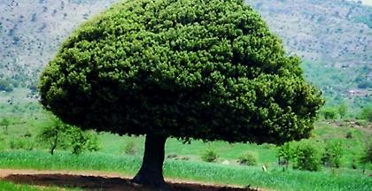 Δύο μήνες παράταση στην προθεσμία υποβολής αντιρρήσεων σε δασικούς χάρτες