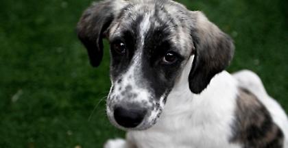 Φρίκη στην Κρήτη: Έδεσαν σκυλί από το λαιμό και τον έσερναν με αυτοκίνητο