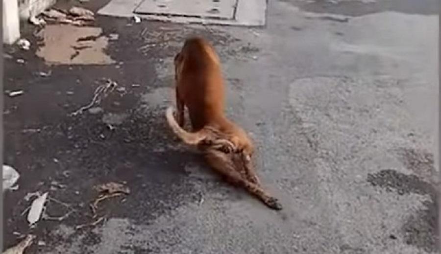 Απίστευτο σκυλί: Παριστάνει το κουτσό για να κερδίσει την προσοχή των περαστικών