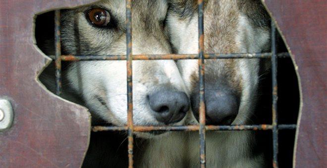 Νορβηγία: Μυστηριώδης ασθένεια πλήττει δεκάδες σκυλιά και προκαλεί πανικό