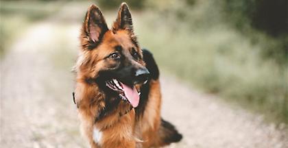 Θεσσαλονίκη: Τρία σκυλιά σώθηκαν από φόλες χάρη σε κουτί πρώτων βοηθειών