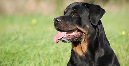 Τραγωδία στα Γλυκά Νερά: Νεκρό βρέφος από επίθεση Ροτβάιλερ (video)