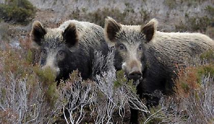 Φθιώτιδα: Αγριογούρουνο 200 κιλών διέλυσε αυτοκίνητο που κινούνταν στο δρόμο
