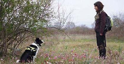 Μαζικά κρούσματα φόλας στην Φλώρινα: 26 σκυλιά βρήκαν φρικτό θάνατο