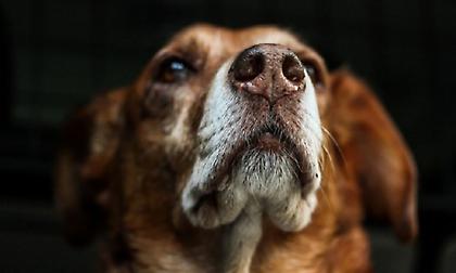 Κομοτηνή: Δάσκαλος έψαχνε στο Facebook συνταγή για «σκυλί στη σούβλα»