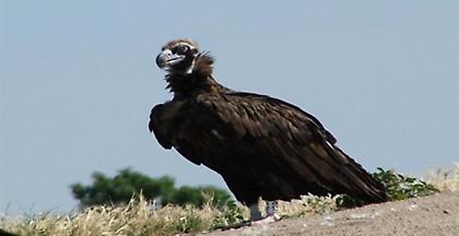 Νεκροί μαυρόγυπας και κραυγαετός από πρόσκρουση σε ανεμογεννήτριες