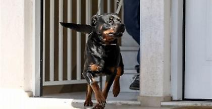 Γλυκά Νερά: Η οικογένεια του βρέφους θέλει πίσω το ροτβάιλερ