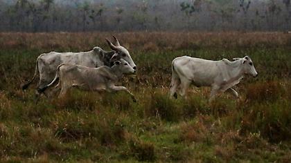 Βολιβία: Πάνω από 2,3 εκατομμύρια ζώα πέθαναν στις φωτιές
