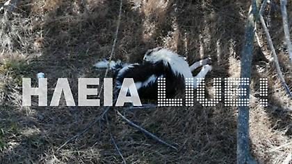 Δυτική Ελλάδα: Σκότωσαν αδέσποτα με φόλες στο Επιτάλιο