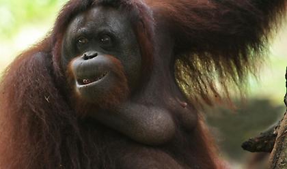 Ουρακοτάγκος κέρδισε νομικά το ανθρώπινο δικαίωμα της ελευθερίας