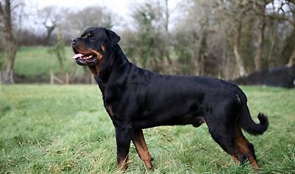 Επίθεση σκύλου σε 2χρονη: «Ευτυχώς γλιτώσαμε τα χειρότερα»