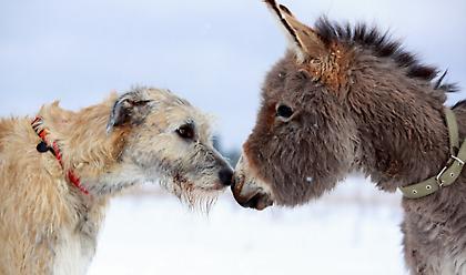Μαθητές υιοθέτησαν και φροντίζουν ανάπηρο σκυλάκι και γαϊδουράκια