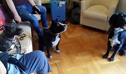 Σκύλοι θεραπευτές: Άνευ όρων αγάπη και φροντίδα σε όσους έχουν ανάγκη