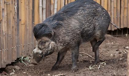 Γουρούνια εντοπίστηκαν να χρησιμοποιούν εργαλεία