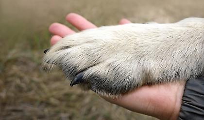 Νότια Καρολίνα: Σκύλος - ήρωας έσωσε το αφεντικό του από φωτιά που ξέσπασε στο σπίτι τους