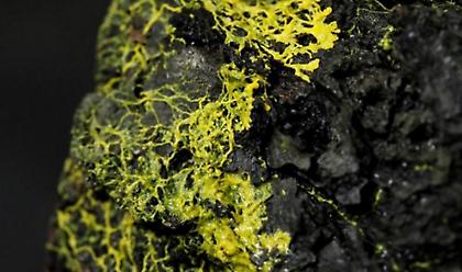 Ζωολογικό Πάρκο Παρισιού: O πιο περίεργος ζωικός οργανισμός μέχρι σήμερα