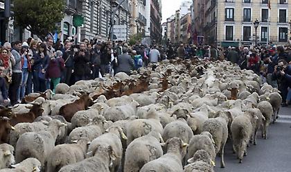 Πορεία χιλιάδων προβάτων στο κέντρο της Μαδρίτης