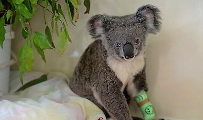 Φόβοι για εκατοντάδες νεκρά κοάλα στις πυρκαγιές στη Νέα Νότια Ουαλία