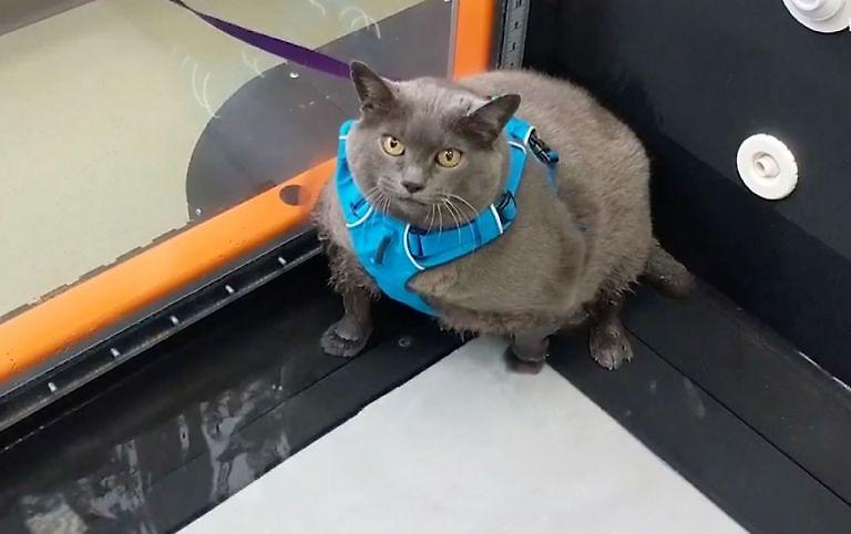 Η υπέρβαρη γάτα που έχει τρελάνει το διαδίκτυο