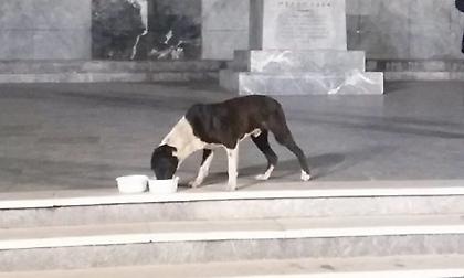 Τετράποδος… δρομέας έτρεξε από την Τρίπολη ως την Σπάρτη!