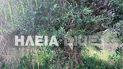 Πύργος: Άνδρας βρέθηκε νεκρός κρεμασμένος σε δέντρο