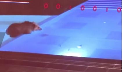 Αρκούδα - κολυμβητής: «Πιάστηκε» να δροσίζεται τα βράδια σε πισίνα ξενοδοχείου και έγινε viral (vid)