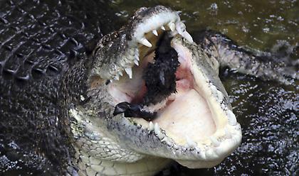 Δασοφύλακας στην Αυστραλία γλίτωσε από τα δόντια κροκόδειλου χώνοντας του το δάκτυλο στο μάτι