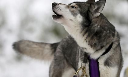Μεσολόγγι: Σκύλος βρέθηκε νεκρός