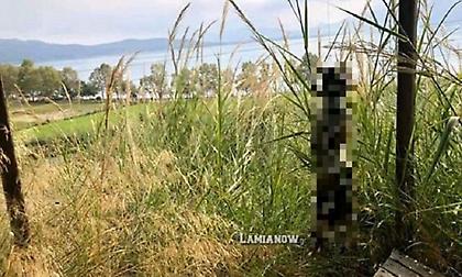 Κτηνωδία στη Φθιώτιδα: Κρέμασαν σκύλο με σύρμα από το κιόσκι