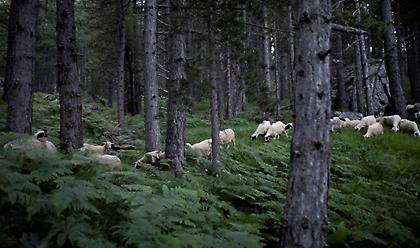 Ποιες είναι οι επιπτώσεις της κλιματικής αλλαγής στη δυτική Ελλάδα