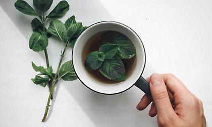 Ποια βότανα βοηθούν τη μνήμη μας;